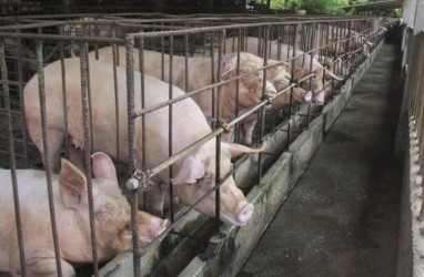 Tabanan Targetkan Kirim 1.920 Ekor Babi ke Jakarta