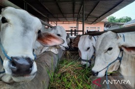 Kasus LSD pada Hewan Ternak di Tangerang Makin Meluas