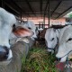 Kasus LSD pada Hewan Ternak di Tangerang Makin Meluas