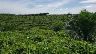 Mau Ada Bursa Berjangka CPO, BUMN Holding Perkebunan Siap Dukung!