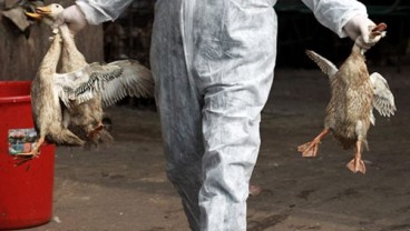 Waspada! Epidemiolog Sebut Flu Burung Berisiko Menular Antar Manusia, Jika....