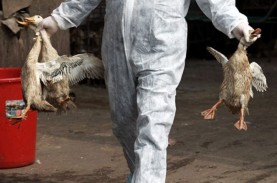 Waspada! Epidemiolog Sebut Flu Burung Berisiko Menular…