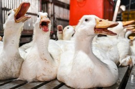 2 Kasus Flu Burung di Kamboja Tidak Menular dari Manusia…