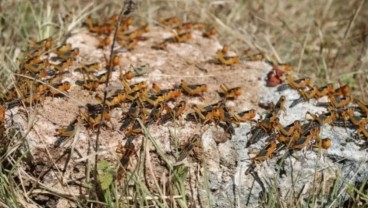 Hama Belalang Ancam Pertanian Pulau Sumba