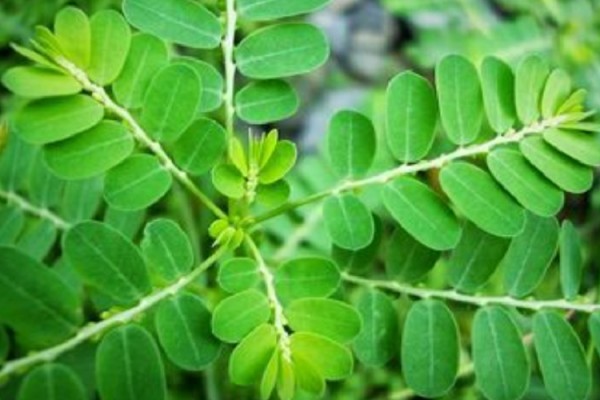 Tanaman kelor atau merunggai adalah sejenis tumbuhan dari suku Moringaceae. Mudah ditanam dan memiliki banyak manfaat untuk kesehatan./Istimewa
