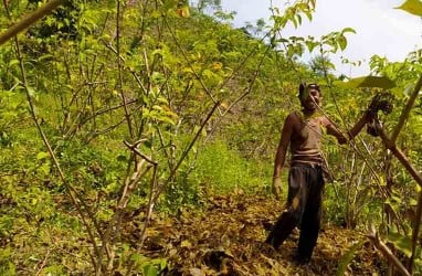 Mutu Komoditas Gambir di Sumbar Semakin Menurun