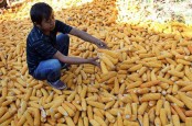 Sumba Barat Daya NTT Panen Jagung 30 Hektare