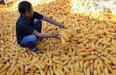Sumba Barat Daya NTT Panen Jagung 30 Hektare