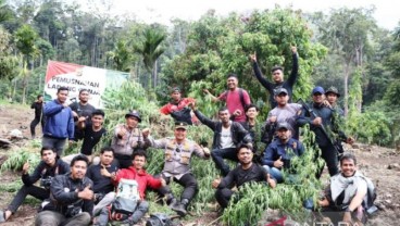 Ganja di Ladang Seluas 32 Hektare di Nagan Raya Aceh Dimusnahkan