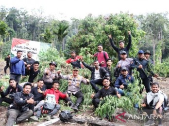 Ganja di Ladang Seluas 32 Hektare di Nagan Raya Aceh Dimusnahkan