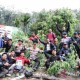 Ganja di Ladang Seluas 32 Hektare di Nagan Raya Aceh Dimusnahkan
