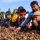 Pemkab Purwakarta Perluas Gaung Buah Manggis Melalui Festival