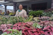 Pedagang di Kampung Bunga Kopeng Sehari Bisa Raup Jutaan Rupiah