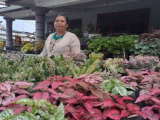 Pedagang di Kampung Bunga Kopeng Sehari Bisa Raup Jutaan Rupiah