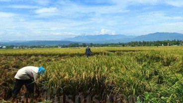 Anomali Cuaca dan Risiko untuk Komoditas Beras