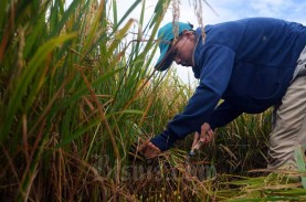 Survei BPS: 72,19 Persen Petani di Indonesia Berskala…