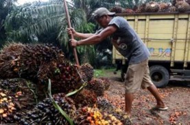 CPO dan Sentimen dari Faktor Alam hingga Pola Tanam