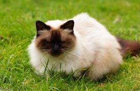 Mengenal Jenis Kucing Himalaya, Ciri-ciri dan Cara Merawatnya