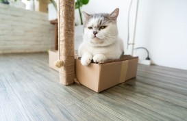 Mengenal Ciri Kucing Munchkin, Harga, dan Cara Perawatannya