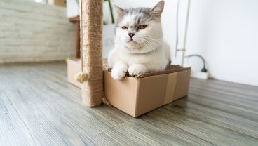 Mengenal Ciri Kucing Munchkin, Harga, dan Cara Perawatannya