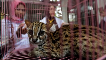 Mengenal Ciri-Ciri Kucing Hutan, Jenis, beserta Harganya