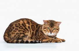Mengenal Kucing Bengal, Jenis Kucing Termahal di Dunia