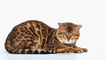 Mengenal Kucing Bengal, Jenis Kucing Termahal di Dunia