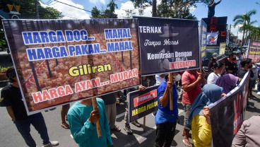 Pertenak Ayam Lokal di NTB Minta Pemerintah Menetapkan Harga Acuan Ayam