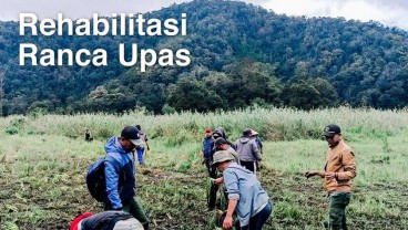 Komunitas Trail Rusak Edelweis di Ranca Upas, Permintaan Maaf Perhutani Dicibir Warganet