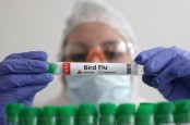 Kemenkes: Belum Ada Kasus Flu Burung yang Ditemukan pada Masyarakat Indonesia