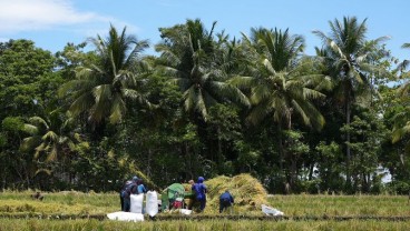 Panen Padi Mandiri Benih Sulsel, Hasil Pertanian di Bone Meningkat