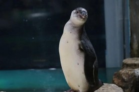 Wow, Ancol Berhasil Mengembangbiakkan Pinguin Humboldt