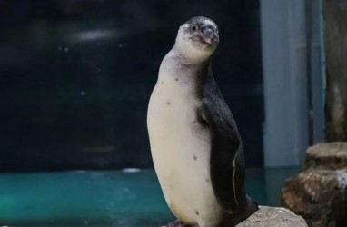 Wow, Ancol Berhasil Mengembangbiakkan Pinguin Humboldt