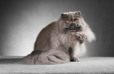 Ciri-ciri Kucing Persia, Jenis Kucing Ras yang Banyak Disukai