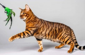 Ini 5 Jenis Kucing Termahal di Dunia, Ada yang Rp1,8 Miliar
