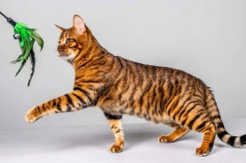 Ini 5 Jenis Kucing Termahal di Dunia, Ada yang Rp1,8…