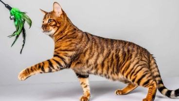 Ini 5 Jenis Kucing Termahal di Dunia, Ada yang Rp1,8 Miliar