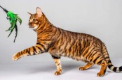 Ini 5 Jenis Kucing Termahal di Dunia, Ada yang Rp1,8 Miliar