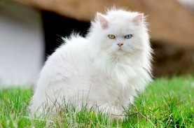 Kucing Anggora: Ciri-ciri, Jenis, Cara Merawat, dan…
