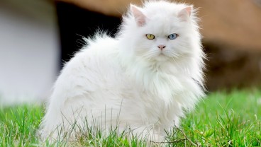 Kucing Anggora: Ciri-ciri, Jenis, Cara Merawat, dan Harganya