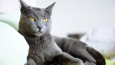 Ini 7 Jenis Kucing yang Lucu dan Harganya, Wajib Diketahui!