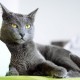 Ini 7 Jenis Kucing yang Lucu dan Harganya, Wajib Diketahui!