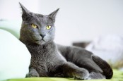 Ini 7 Jenis Kucing yang Lucu dan Harganya, Wajib Diketahui!