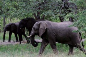 Gajah Sumatra Kembali Ditemukan Berkeliaran di Hutan…