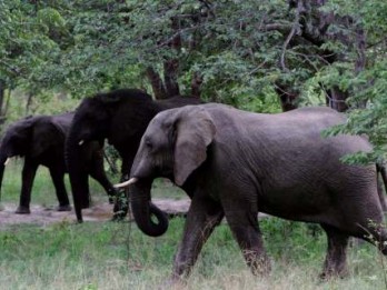 Gajah Sumatra Kembali Ditemukan Berkeliaran di Hutan Sijunjung Sumbar