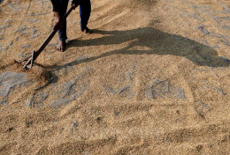 Bapanas Terbitkan Fleksibilitas Harga Gabah, Petani Was-was Harga Jatuh Lagi
