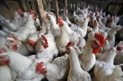 Harga Ayam Anjlok, Peternak Demo ke Komnas HAM