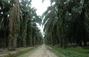 Kebun Sawit di Kaltim 1,39 Juta Hektare, Bisa Diperluas 905.544 Ha Lagi