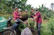Ekspor Pisang Kaltim, Bikin Petani Happy Hingga Alternatif Bagi Kelapa Sawit