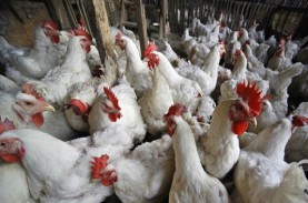 Peternak Mandiri Menjerit Harga Ayam Anjlok, KPPU:…